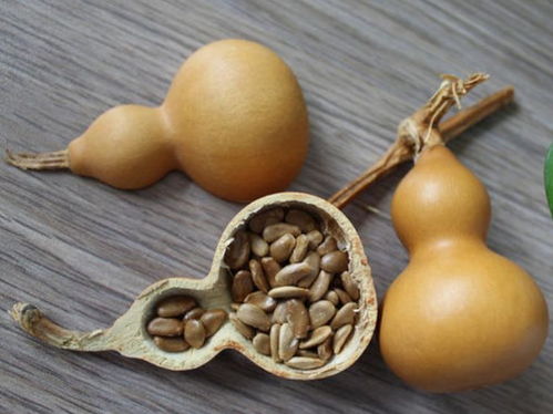 陽(yáng)臺(tái)種葫蘆,既可以觀賞還可制作工藝品,好處多多